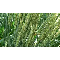 Озимая пшеница Кубус